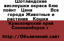 Шотландские вислоушки окраса блю пойнт › Цена ­ 4 000 - Все города Животные и растения » Кошки   . Красноярский край,Сосновоборск г.